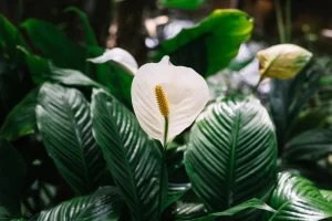 spathiphyllum, peace lily